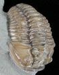 Bargain, Flexicalymene Trilobite - Ohio #61024-1